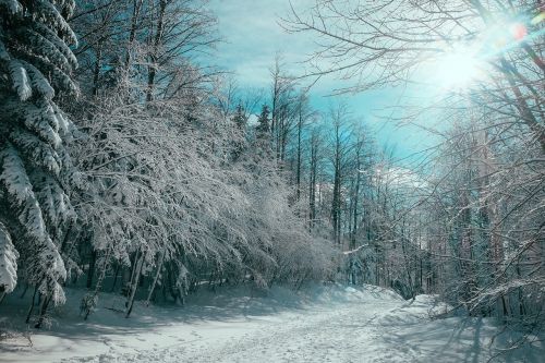 nature landscape trees