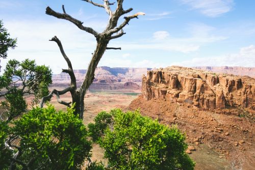 nature landscape trees