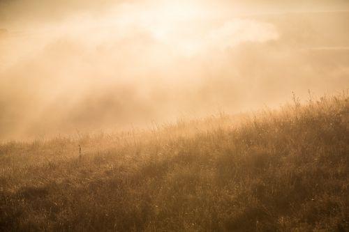 nature landscape grass