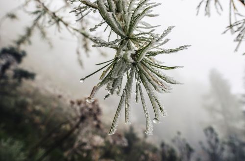 nature plant water