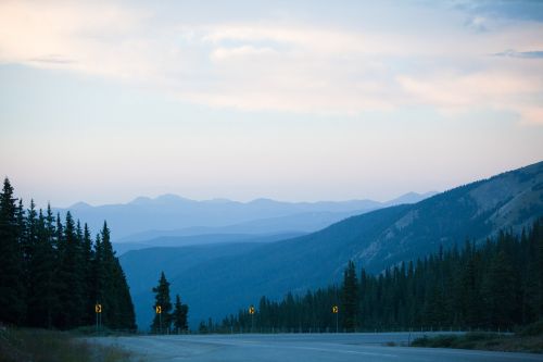 nature landscape trees