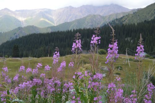 nature flowers mountains