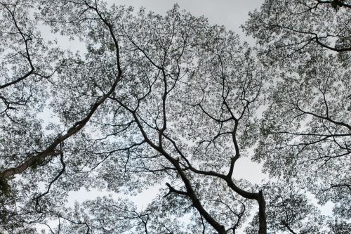 nature trees leaves