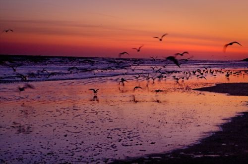 nature landscape birds