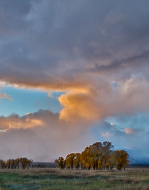 nature landscape trees