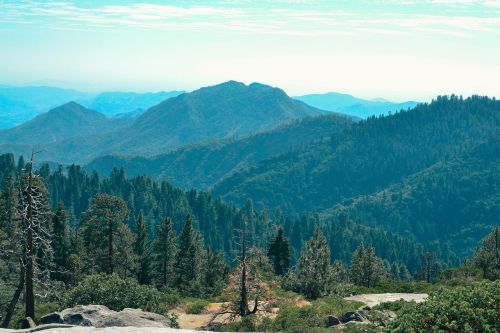 nature landscape trees