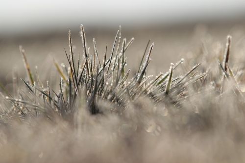 nature canada goose flower