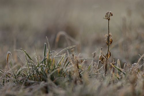 nature canada goose flower