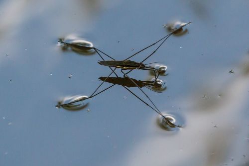 nature water bug