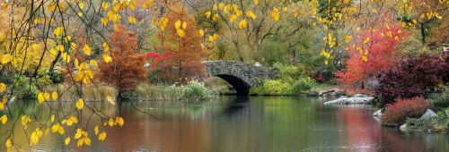 nature plants trees