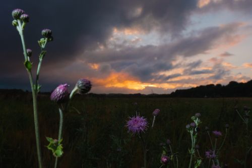 nature flowers field