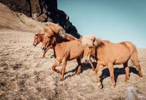 nature animals horses