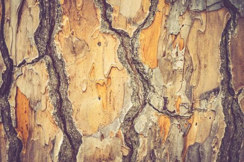 nature trees trunk