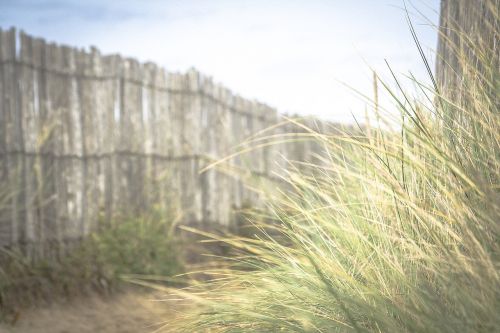 nature grass sway