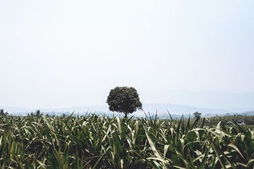 nature field grass