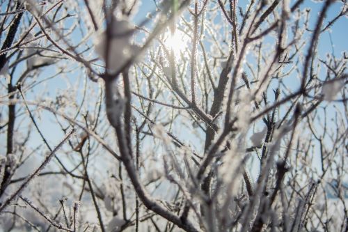 nature trees branches