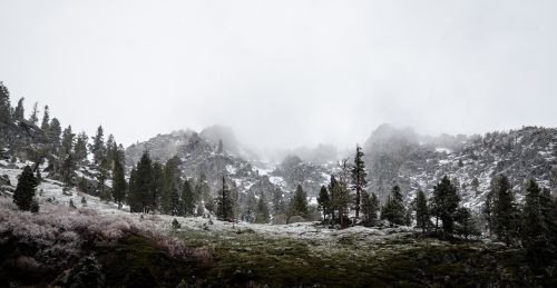 nature landscape forests