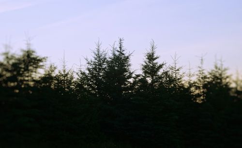 nature forests trees