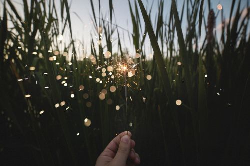 nature field grass