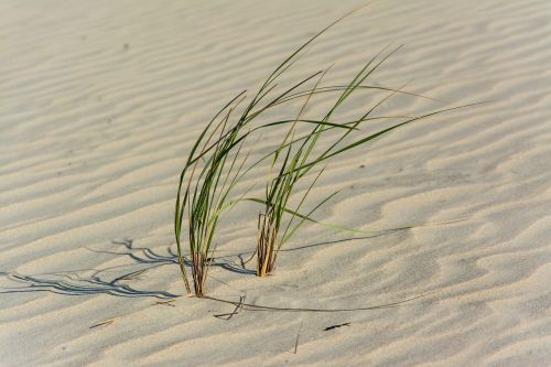 nature desert sand