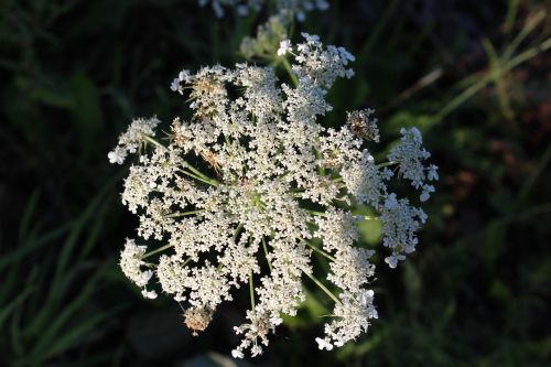 nature plant beauty