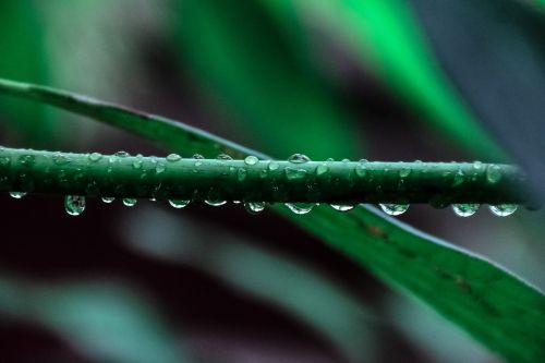 nature plants leaves