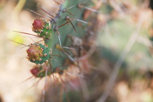 nature plants cactus