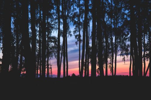 nature landscape forest