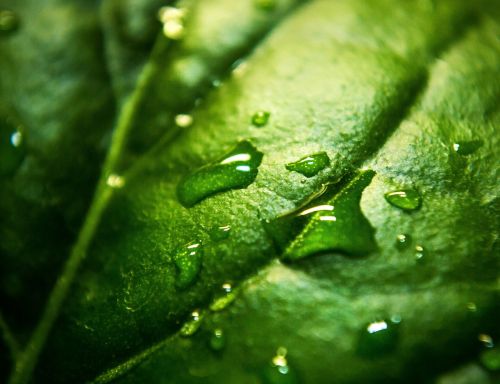 nature plants leaves