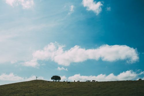 nature landscape plains