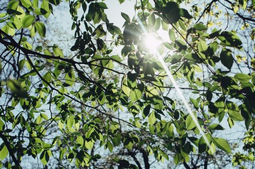 nature trees branches