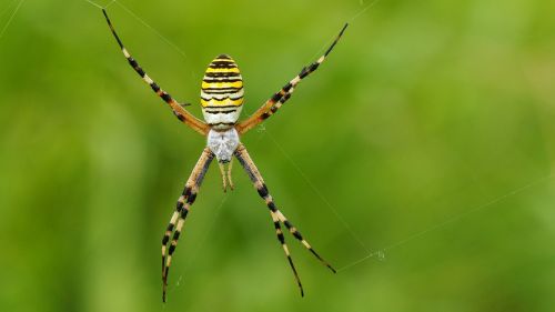 nature spider macro