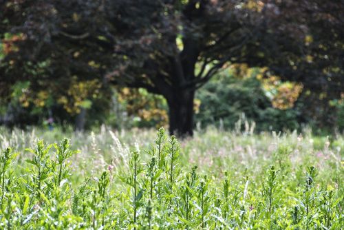 nature tree meadow