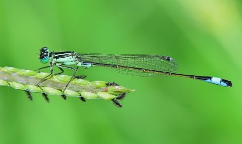 nature damselfly insect