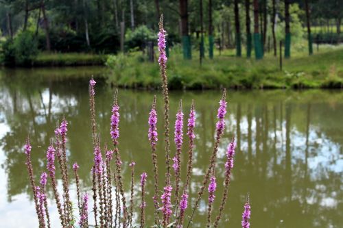 nature landscape tourism