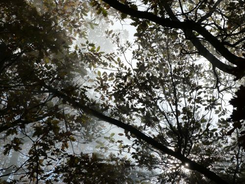 nature branches foliage