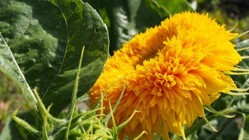 nature flower blooms