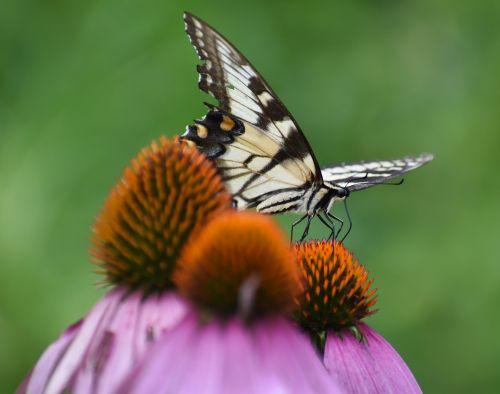 nature cone flower butterfly