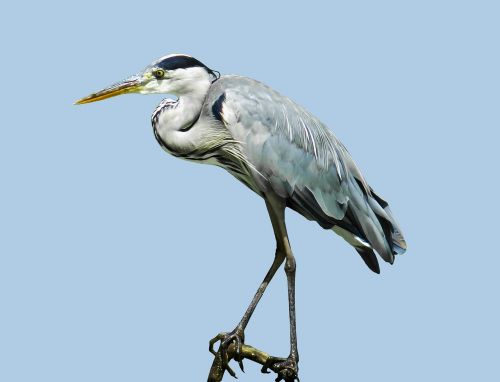 nature bird heron