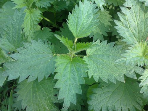 nature brennessel medicinal herb