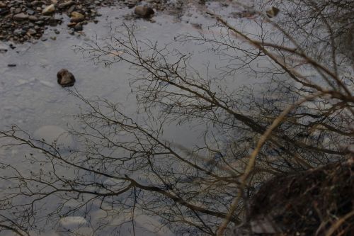 nature reflection pond