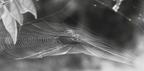 nature black and white spider