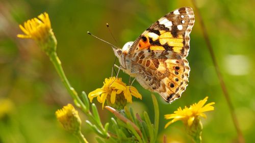 nature insects butterfly macro