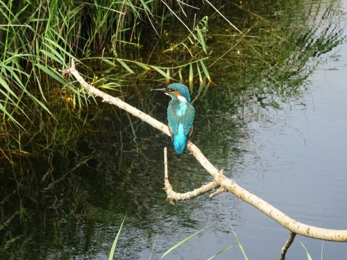nature bird kingfisher
