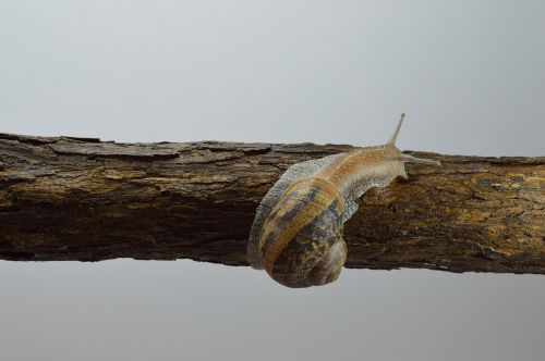 nature molluscum slow