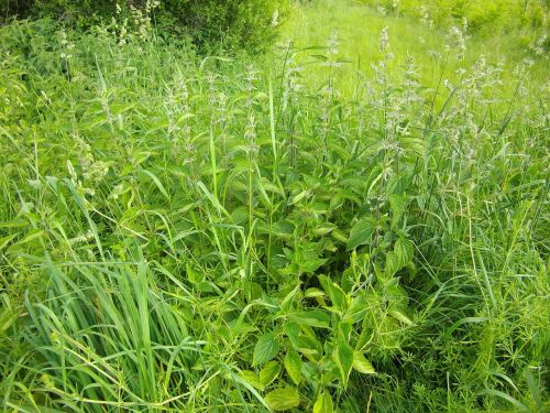 nature stinging nettle stinging nettles