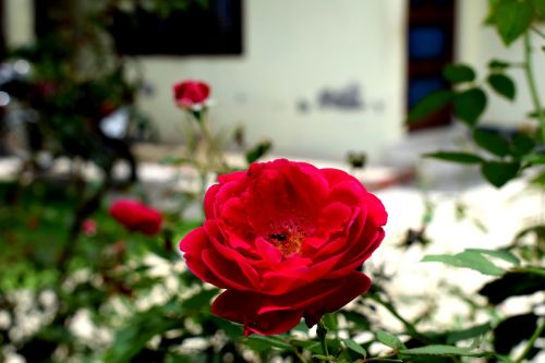 nature red rose