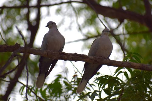 nature birds pigeon