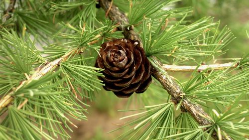 nature branch pine
