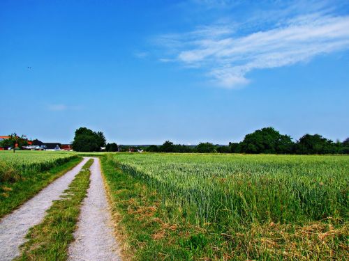 nature field meadow